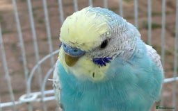 Budgerigars birds for sale: Young budgies for sale in Norbury - Image 6