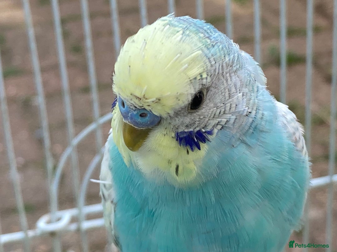 Budgerigars birds for sale: Young budgies for sale in Norbury - Image 6