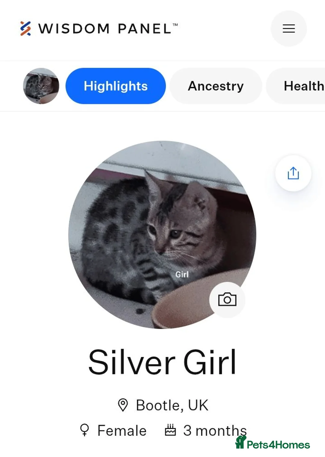 Bengal cats for sale: ⭐ Genetic Health Tested Silver Bengal Kittens  - Advert 2