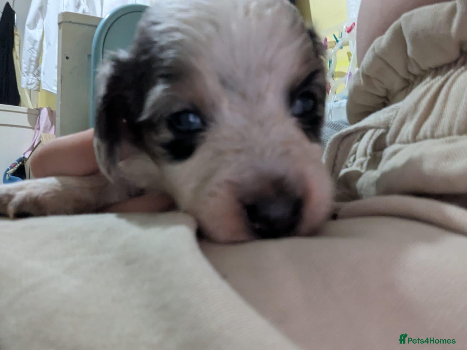 Mixed Breed dogs for sale: Last boy beautiful Cocker Spaniel x Dachshund pups - Advert 2