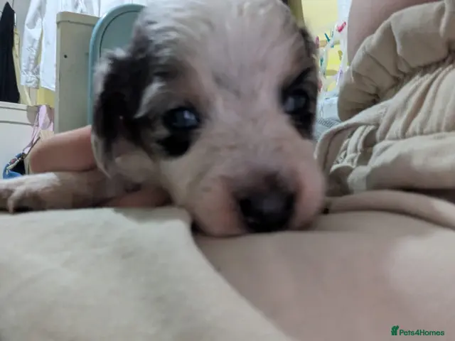 Mixed Breed dogs for sale: Last boy beautiful Cocker Spaniel x Dachshund pups - Advert 2
