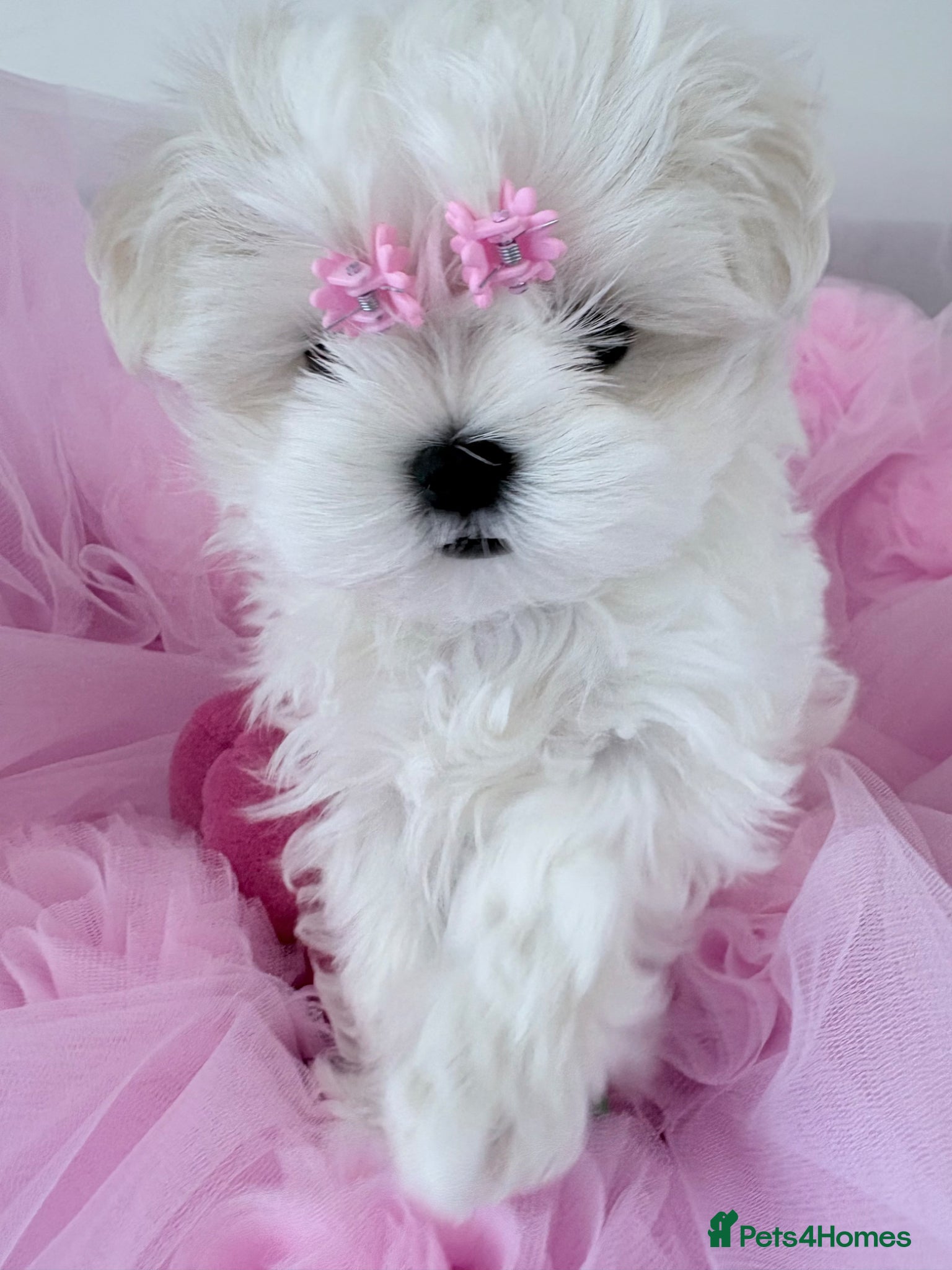 Maltese dogs 💗Gorgeous Korean baby girl 💗 - Advert 3