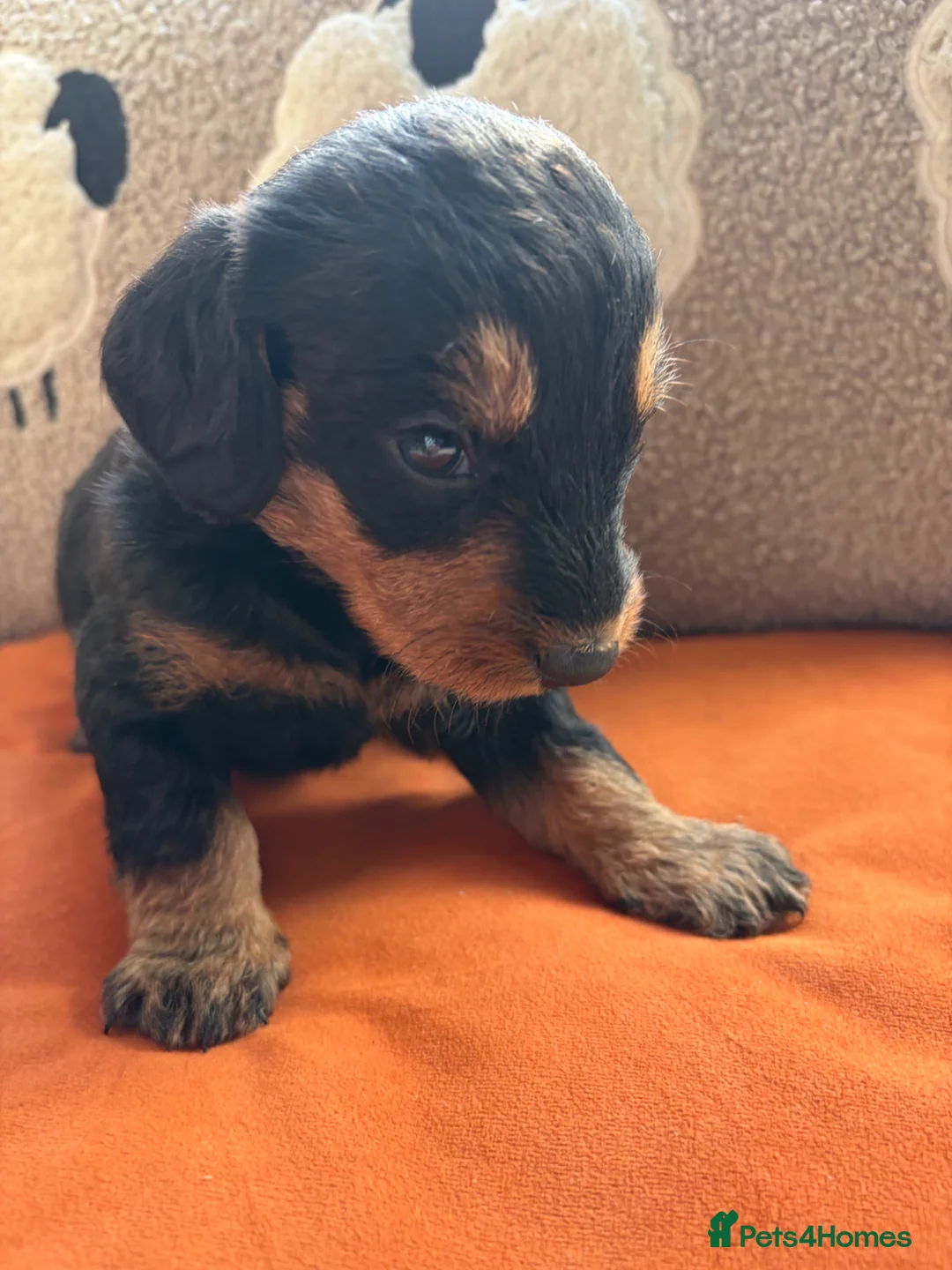 Doxiepoo dogs for sale: Ready to leave Doxiepoos, Jet Black girl and boy  - Advert 33