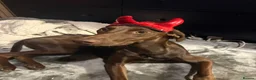 Mixed Breed dogs for sale: Luna lurcher/shorthair German pointer in Alloa - Advert 9