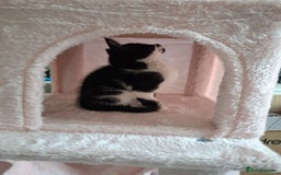 Mixed Breed cats for sale: Bella - Image 6