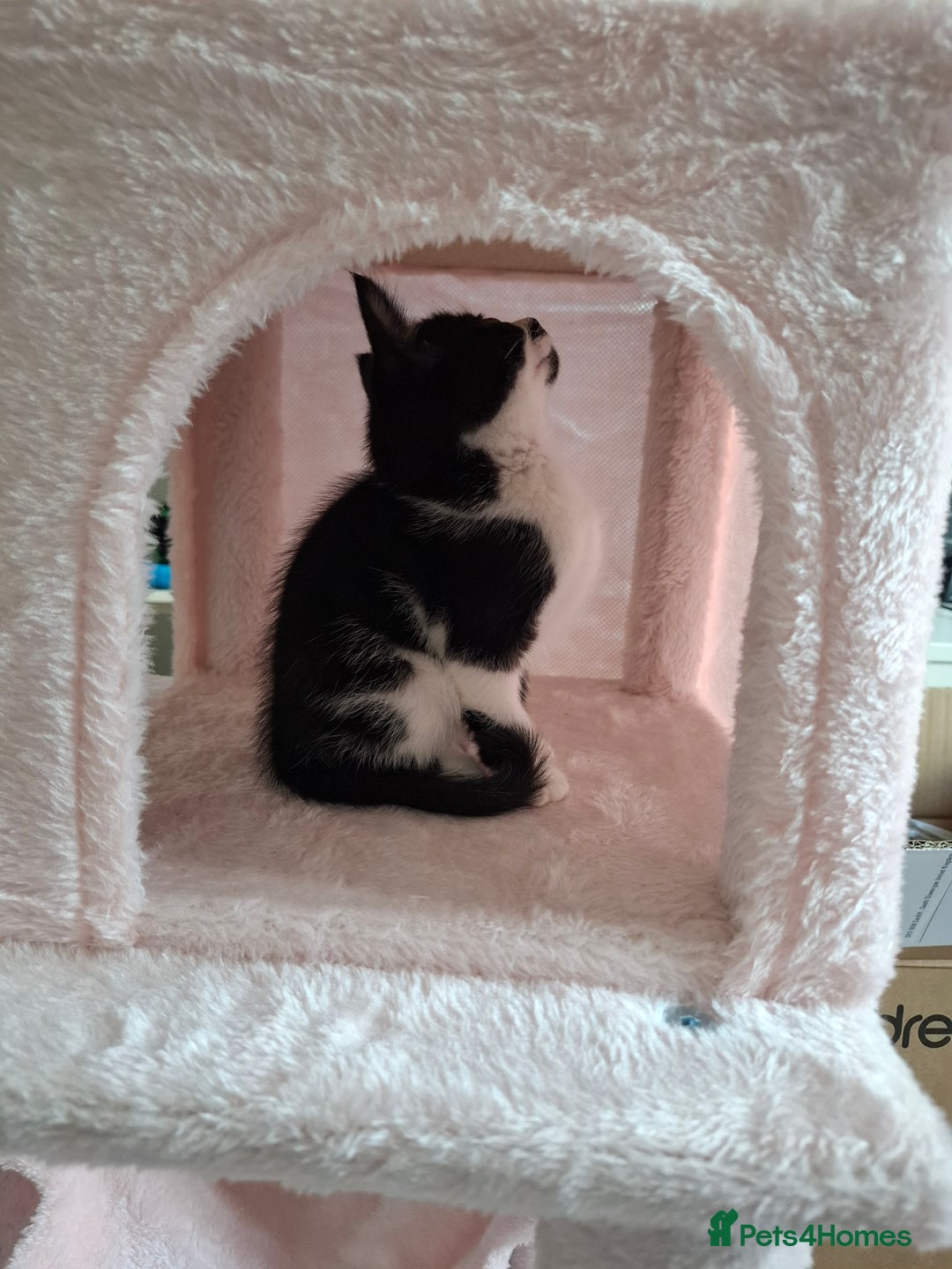 Mixed Breed cats for sale: Bella - Image 6