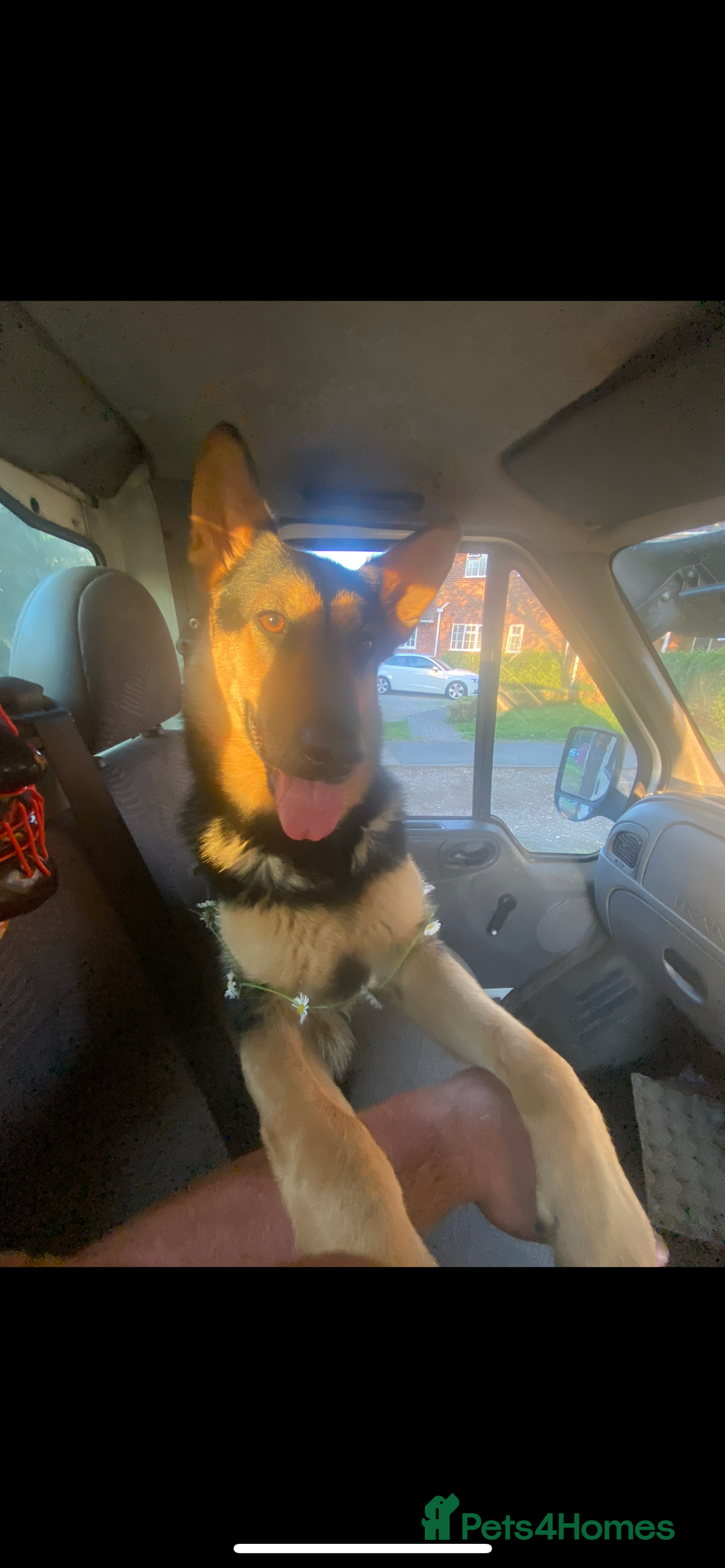 German Shepherd dogs for sale: 🐾 Beautiful German Shepherd Puppies! 🐾 - Image 2