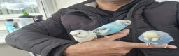 Budgerigars birds for sale: Super Hand Tamed Baby Budgie  - Advert 16