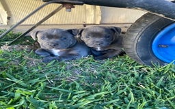 Staffordshire Bull Terrier dogs for sale: English Staffordshire Bull Terrier (English Staffy - Image 4