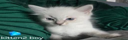 Ragdoll cats for sale: Ragdoll kittens - Advert 6
