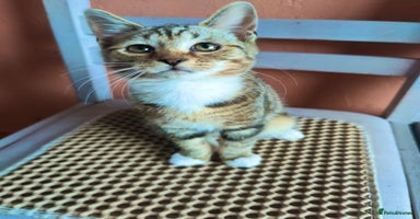 Mixed Breed cats - Advert 15