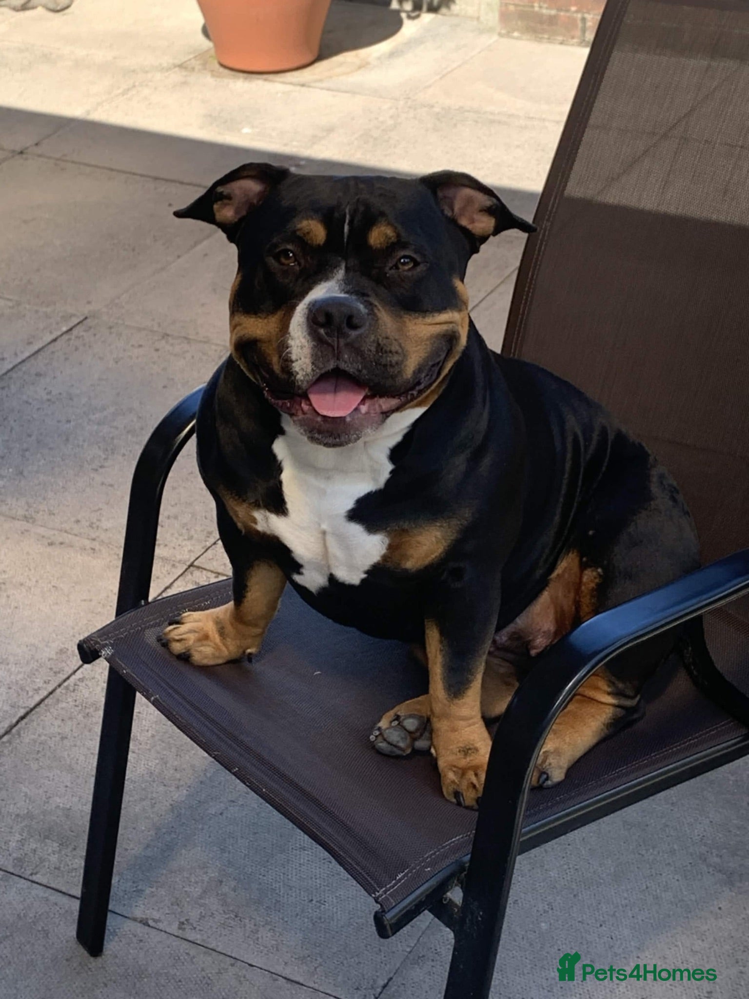 American Bully dogs Female pocket bully 16months ABKC - Advert 4
