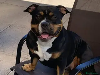 American Bully dogs ABKC pocket bully 16months - Advert 1