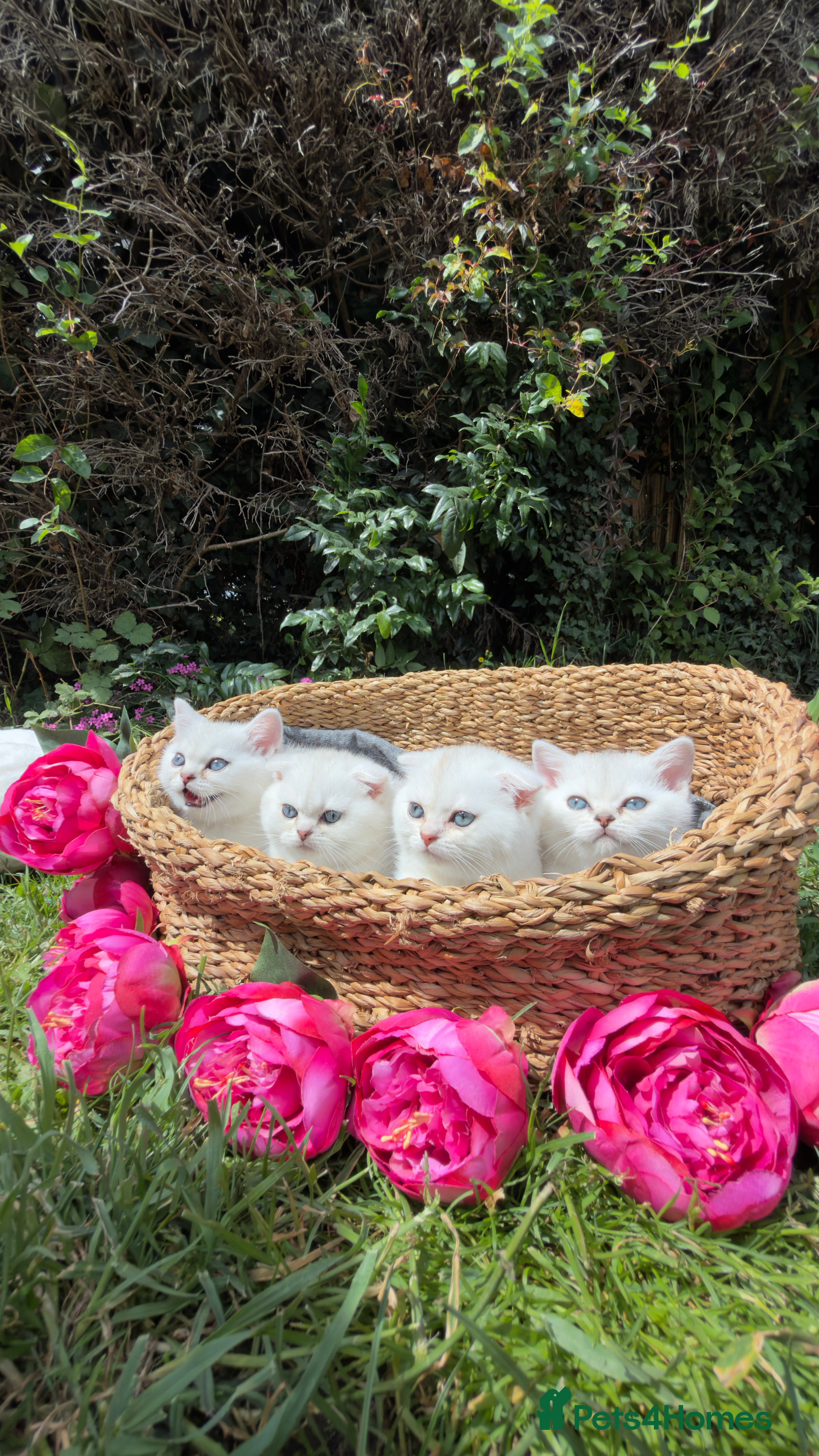 Scottish Fold cats for sale: Rare White Scottish Fold Kittens With Blue Eyes🩵 - Advert 15
