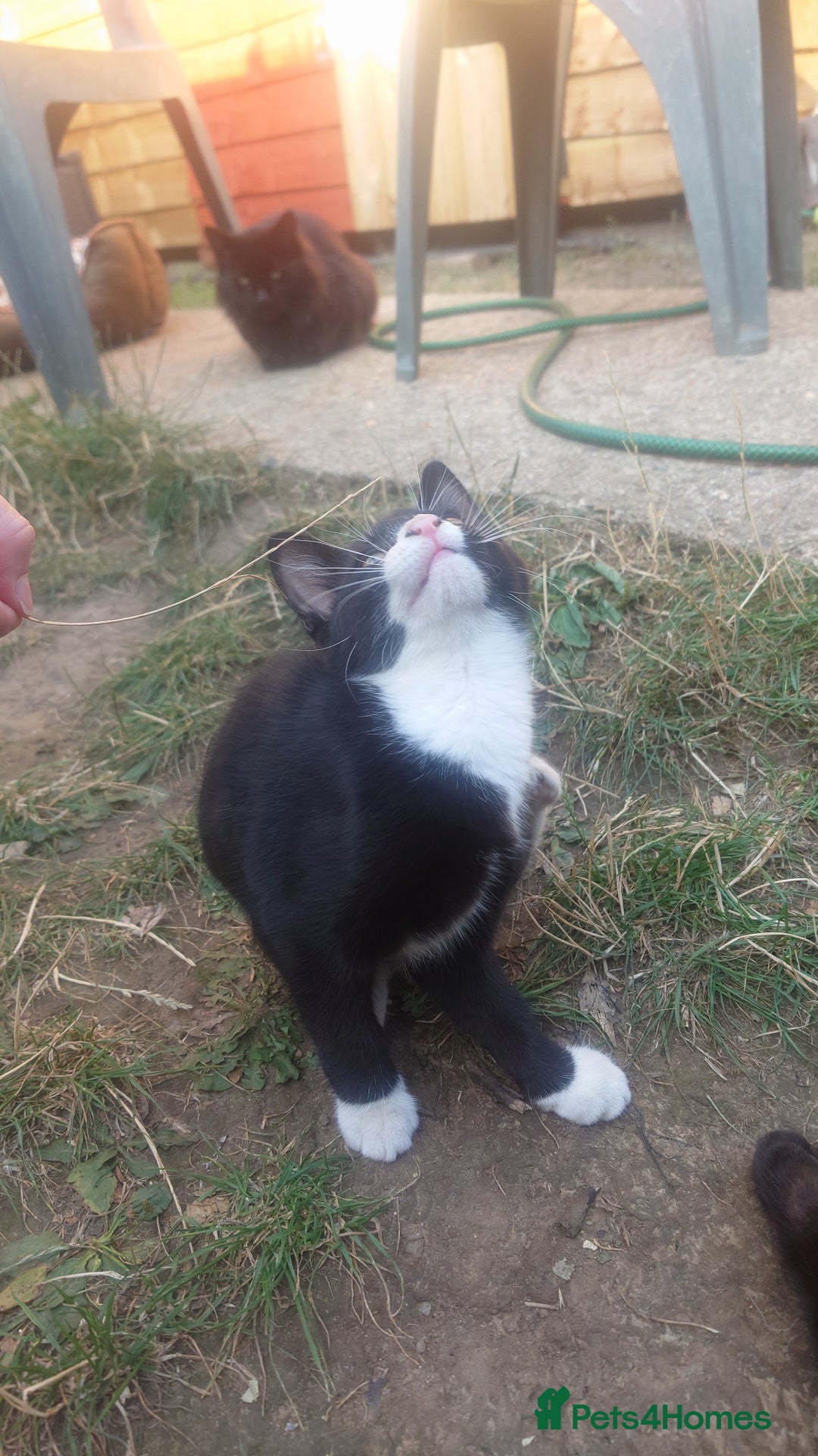 Mixed Breed cats for sale: Sweety girl  - Image 10