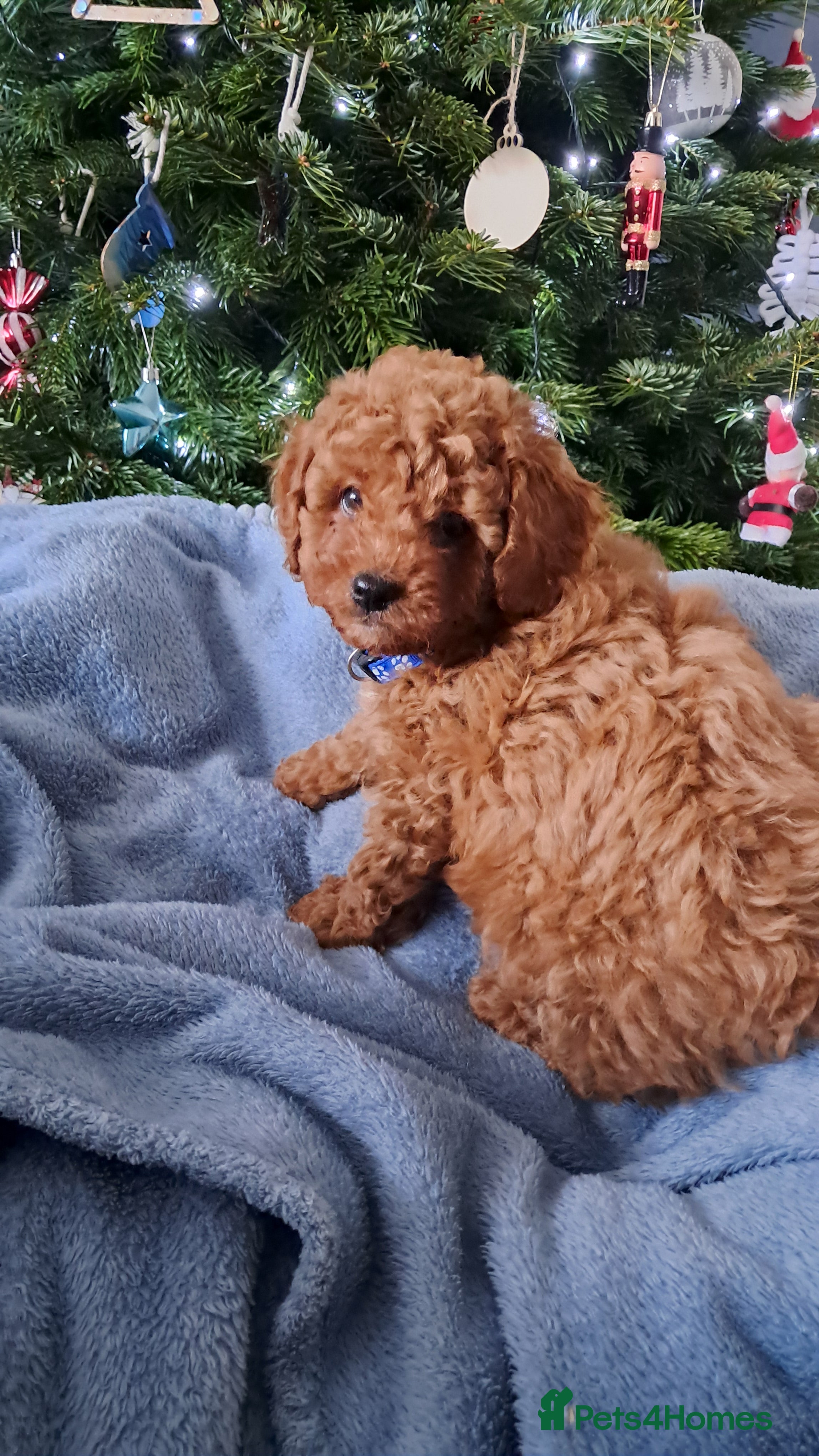 Cavapoo dogs DNA clear Cavapoo Puppy-Ready 23rd-December! - Advert 9