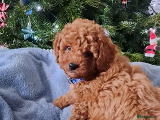 Cavapoo dogs DNA clear Cavapoo Puppy-Ready 23rd-December! - Advert 8