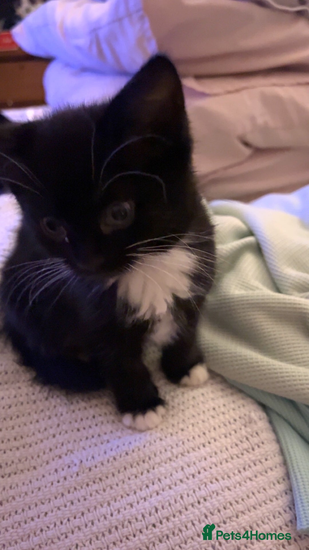 British Shorthair cats for sale: 1 kitten for sale! - Advert 4