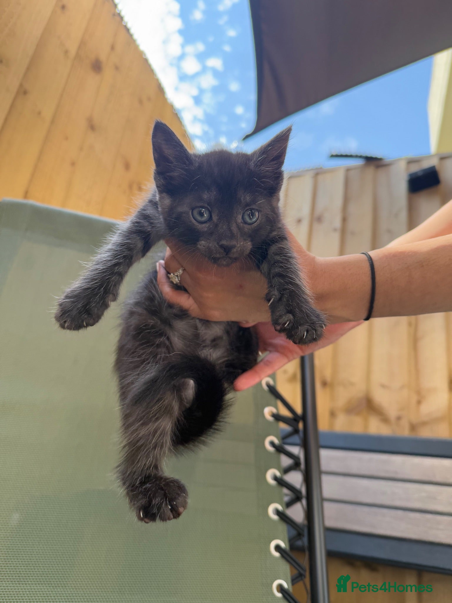 Mixed Breed cats Bengal mixed kitten - Advert 7