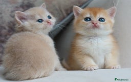 British Shorthair cats for sale: Golden British Shorthair Kitten - Reg & Licensed - Image 5