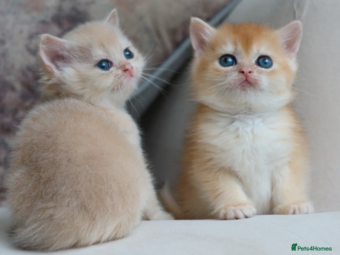 British Shorthair cats for sale: Golden British Shorthair Kitten - Reg & Licensed - Image 5