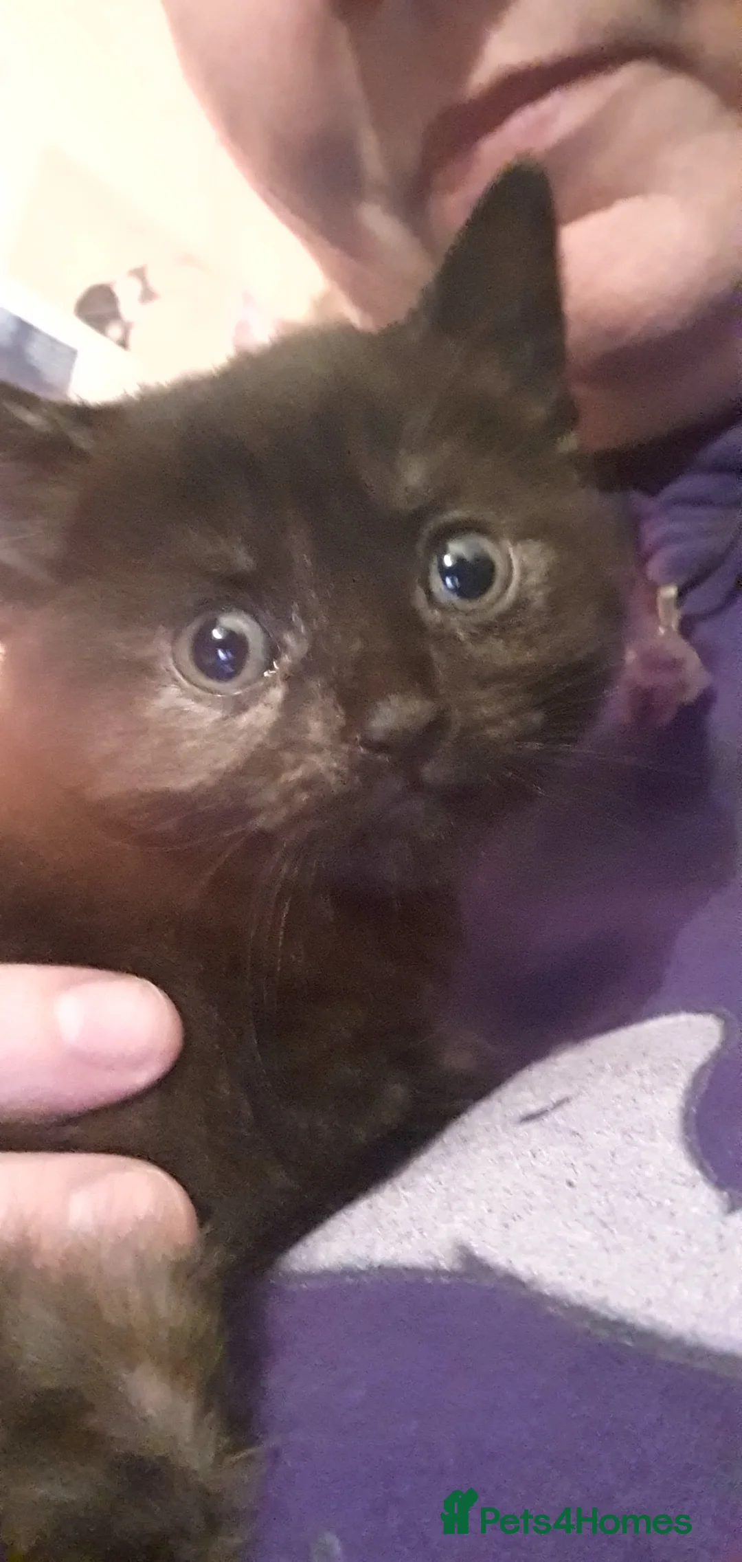 Mixed Breed cats for sale: 2 beautiful girls ready for forever homes - Advert 6