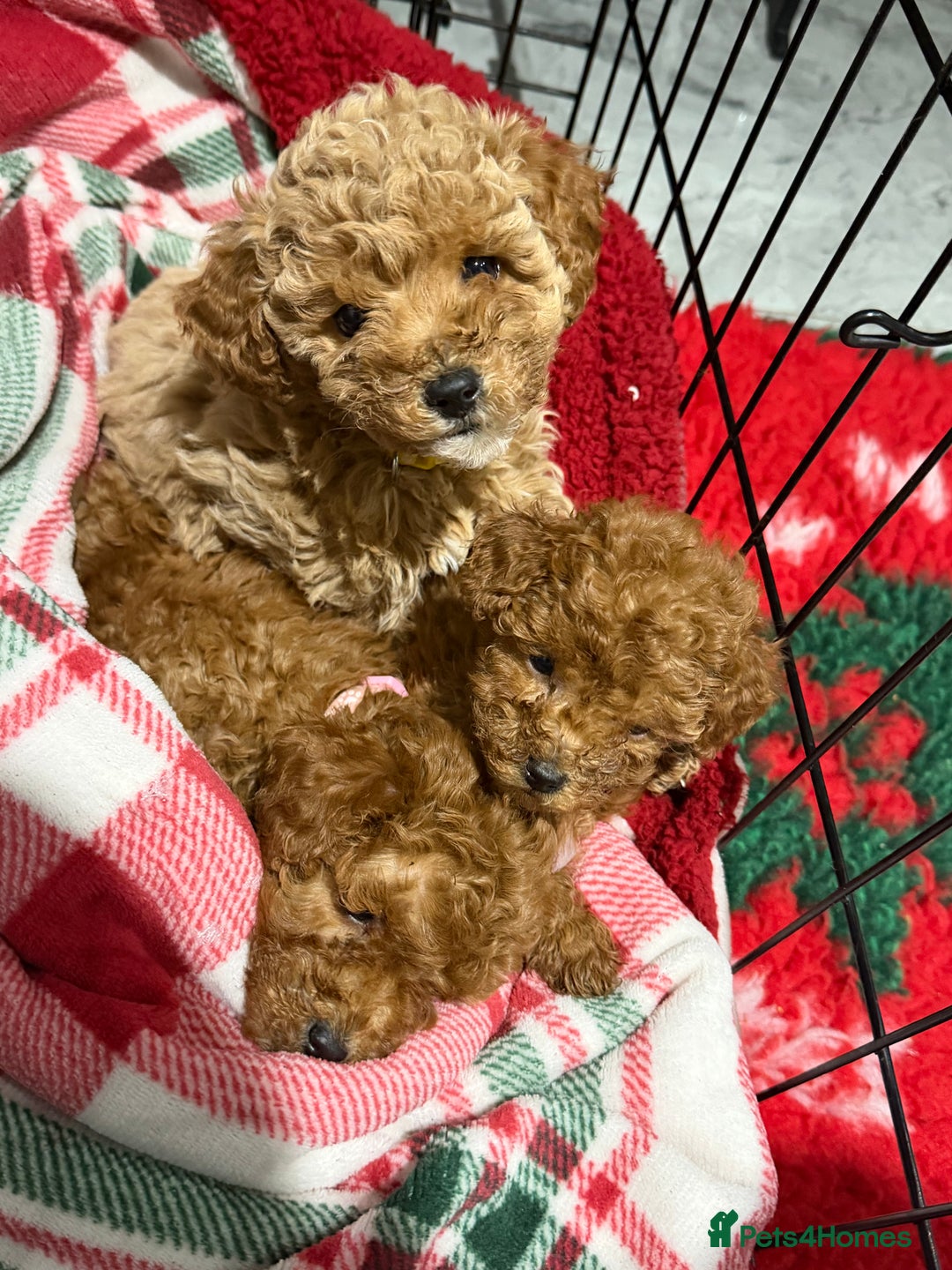 Cavapoo dogs for sale: 8 x cavapoo F1B puppies ready to leave  - Advert 26