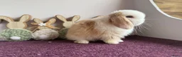 Mini Lop rabbits for sale: Mini lop boys and girls  - Advert 9