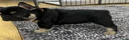 French Bulldog dogs for sale: Beautiful tiny wrinkles French Bulldogs for sale - Advert 5