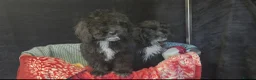 Cockapoo dogs for sale: Adorable cockapoo puppys  in Billingham - Advert 3