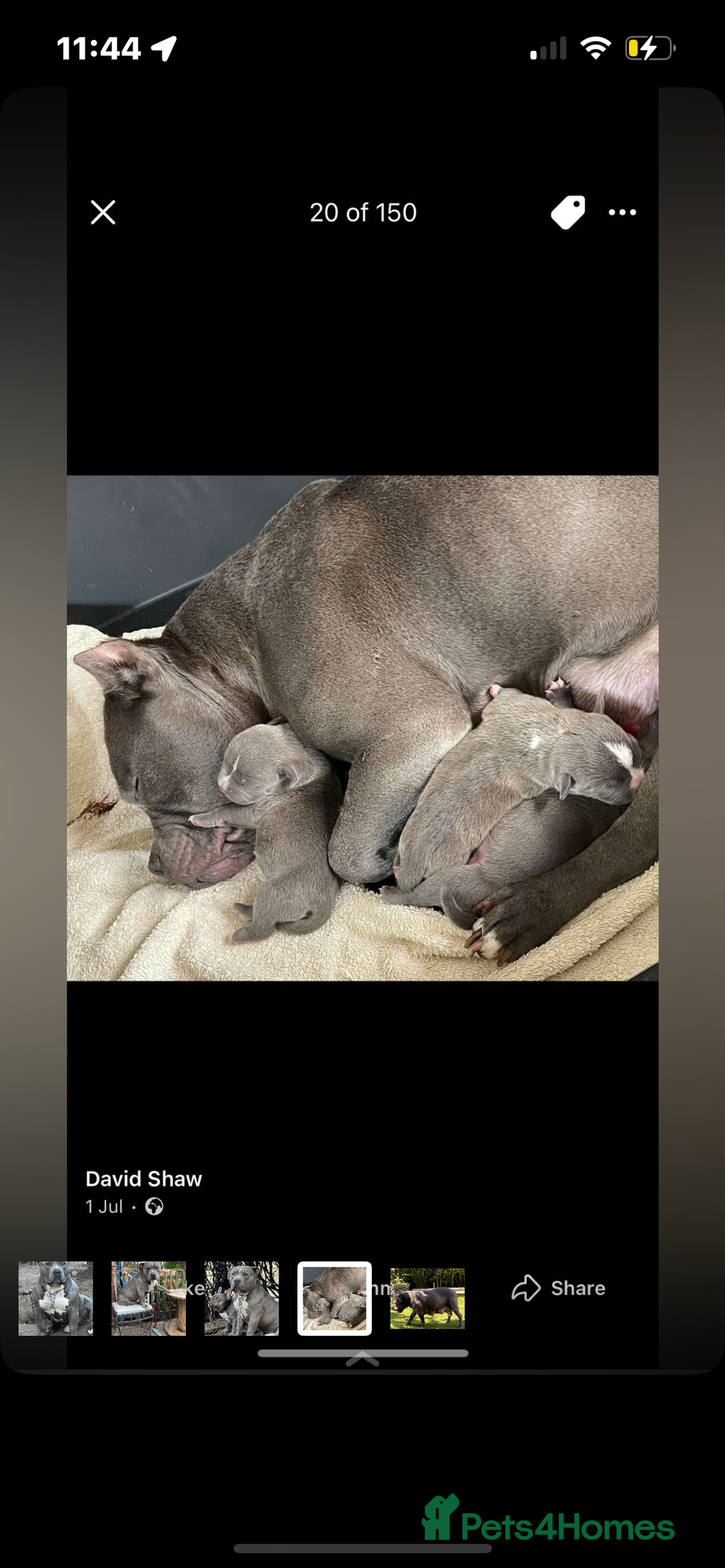 Mixed Breed dogs for sale: Blue staffy  - Image 5