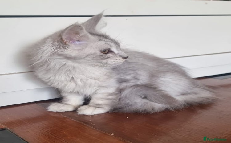 Maine Coon cats - Advert 12