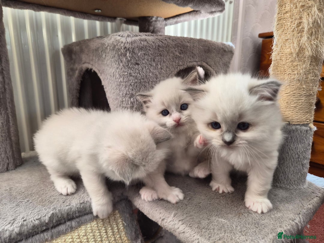 Ragdoll cats for sale: 5 GCCF Pedigree Ragdoll kittens for sale - Image 24