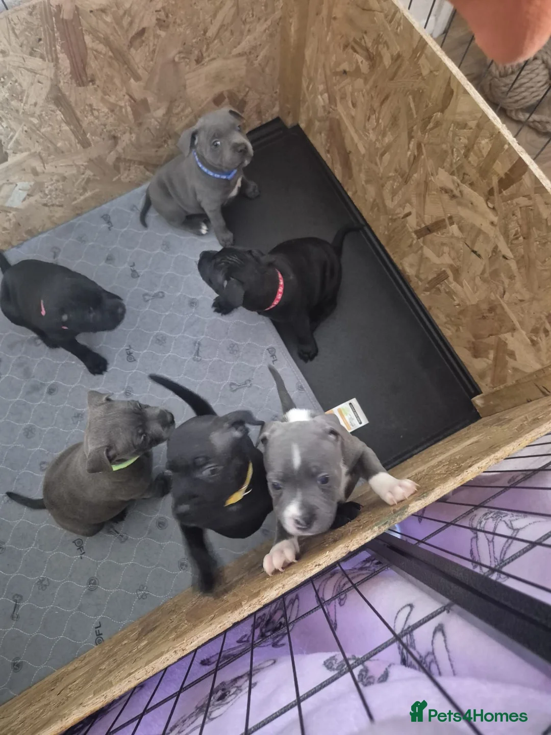Staffordshire Bull Terrier dogs for sale: Adorable puppy looking for new home🥰🥰 in Smethwick - Advert 2