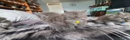 Persian cats for sale: 5 amazing persian kittens ready soon - Advert 8