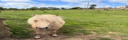 Shetland pony horses for sale: Beautiful Palomino Shetland  - Advert 7