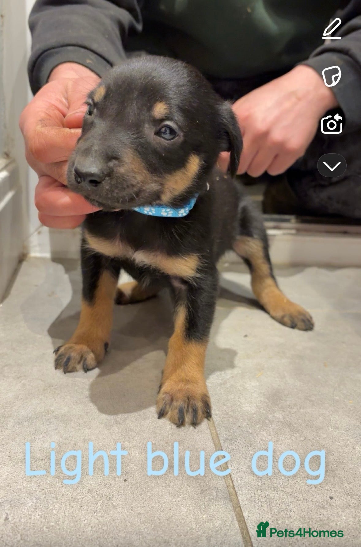 Mixed Breed dogs Kelpie x Huntaway pups  - Advert 5