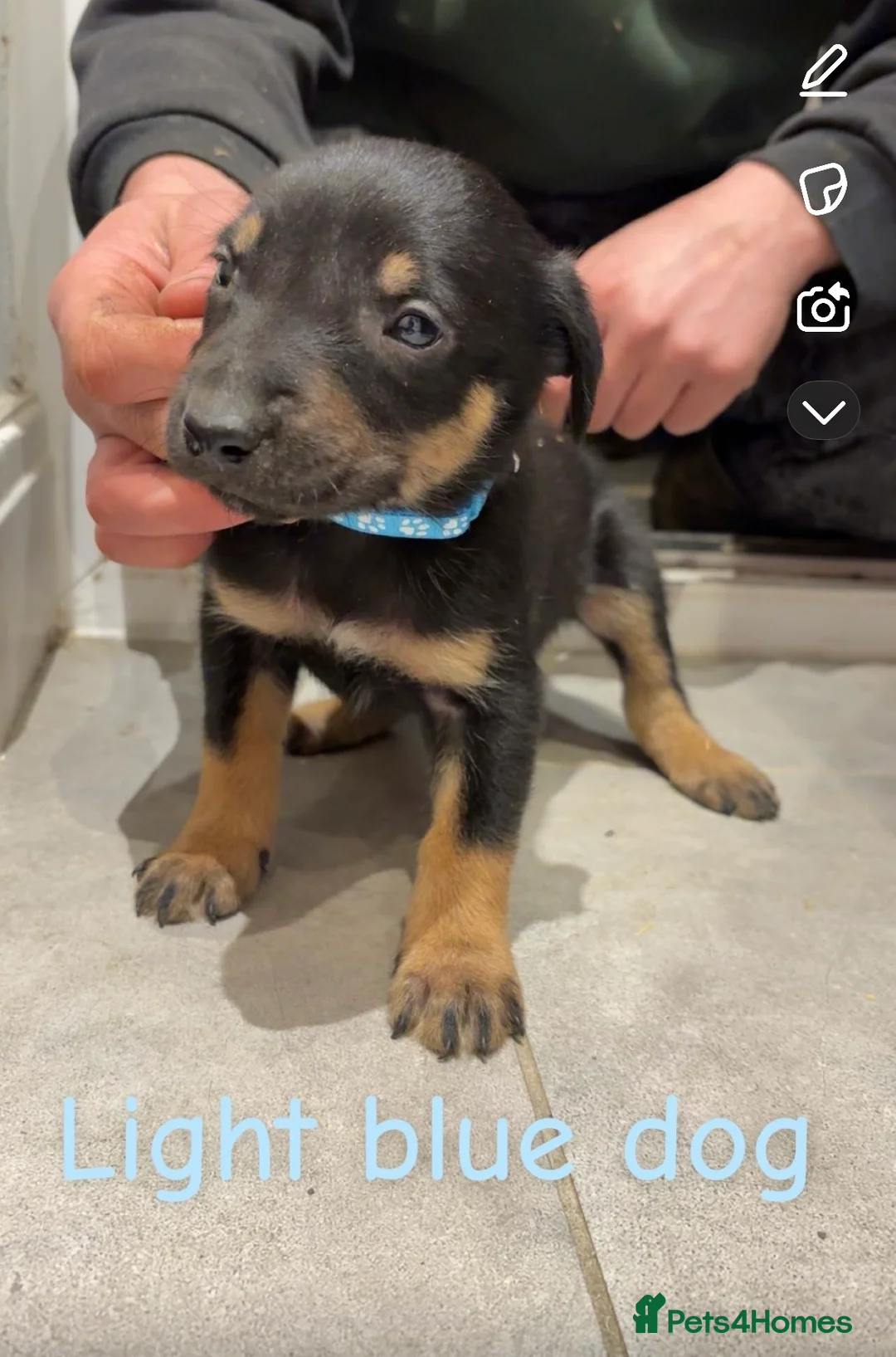 Mixed Breed dogs for sale: Kelpie x Huntaway pups  - Advert 2