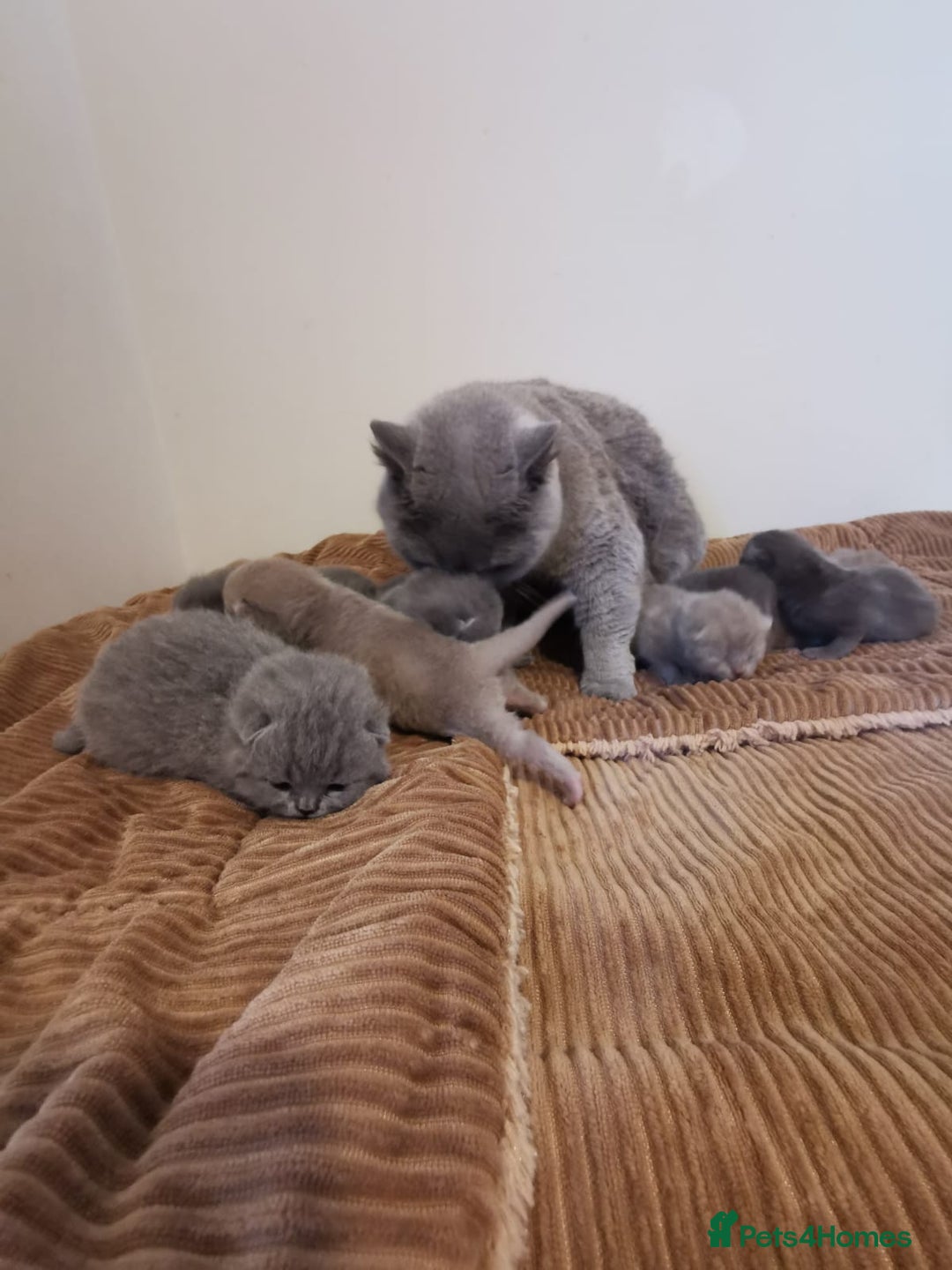 British Shorthair cats for sale: GCCF REGISTERED BRITISH SHORTHAIRED KITTENS - Advert 15