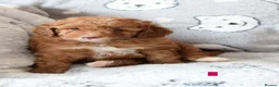 Cockapoo dogs for sale: 4 beautiful female cockapoos for sale - Advert 17