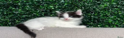 Ragdoll cats for sale: 🐾 5 Beautiful Ragdoll Cross Kittens 🐾 in Southampton - Advert 23