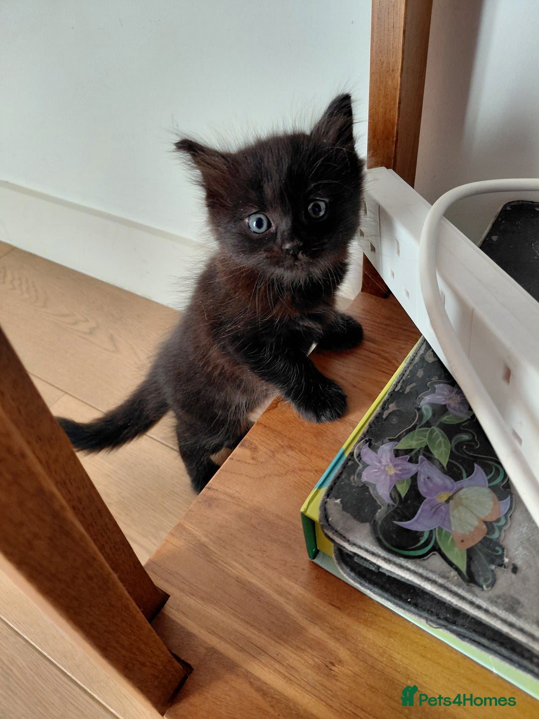 Mixed Breed cats for sale: Adorable mixed x russian blue x ragdoll - Advert 17