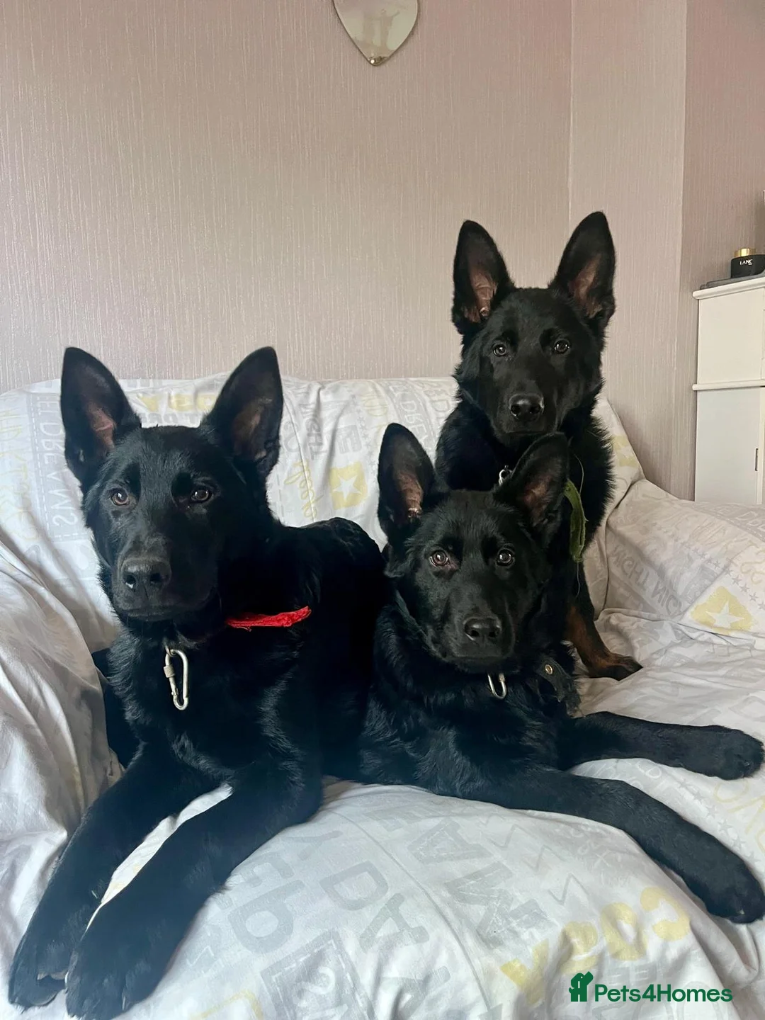 German Shepherd dogs for sale: Adorable Black German Shepherd in Basildon - Advert 1