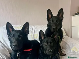 German Shepherd dogs Adorable Black German Shepherd in Basildon - Advert 1