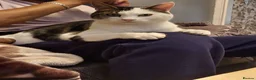 Mixed Breed cats for adoption: Black and white cat - Advert 2
