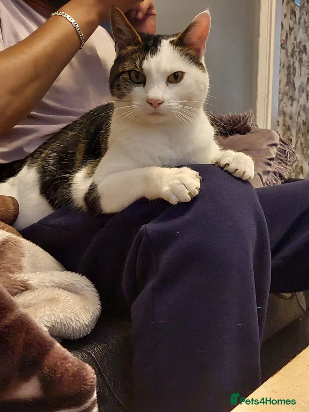 Mixed Breed cats for adoption: Black and white cat - Advert 2