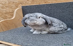 Mixed Breed rabbits for sale: Sweet Little Chin Lop Buck - Image 3