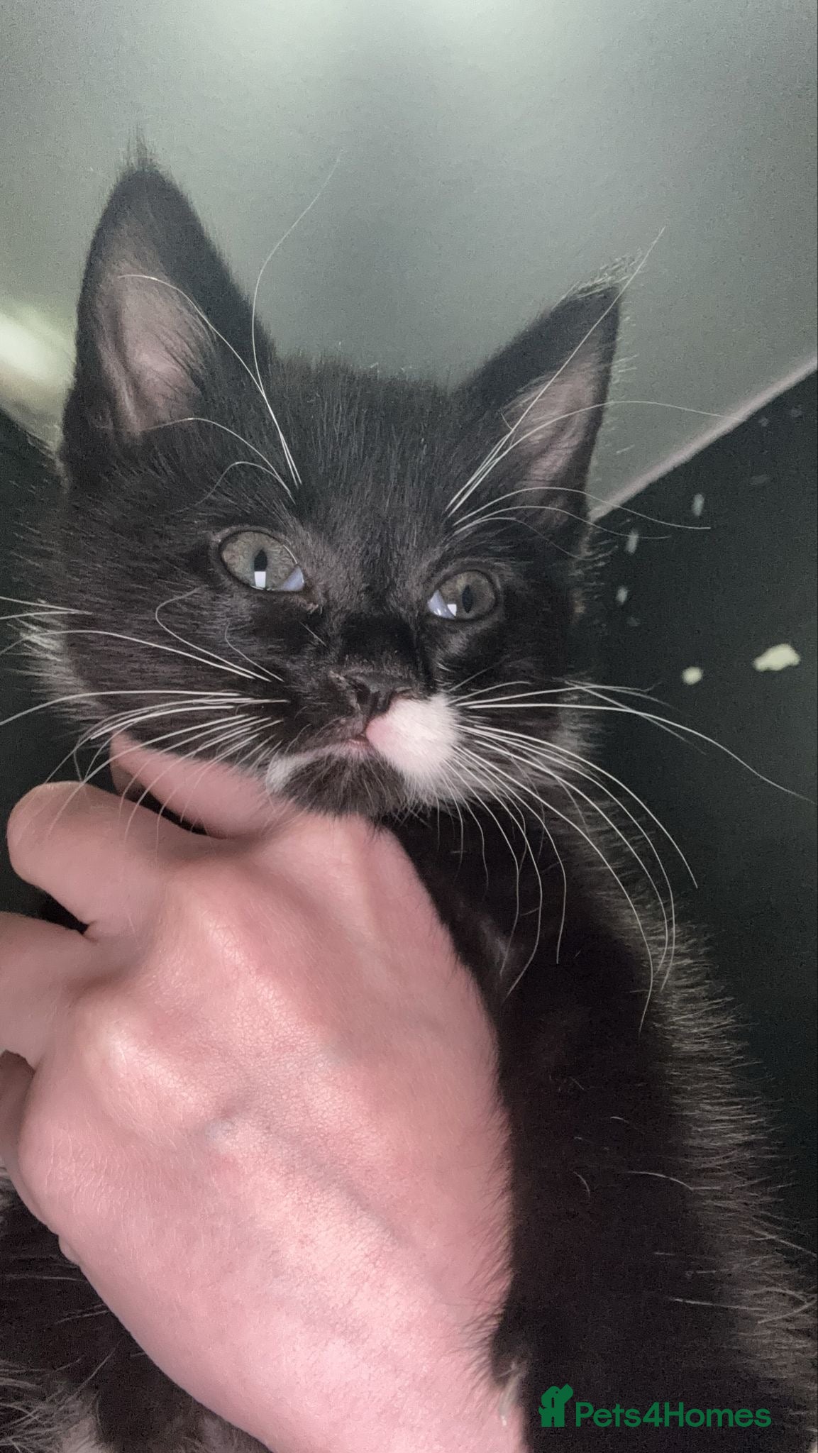 Domestic Shorthair cats 2 8 week old kittens - Advert 7