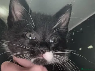 Domestic Shorthair cats 2 8 week old kittens - Advert 6