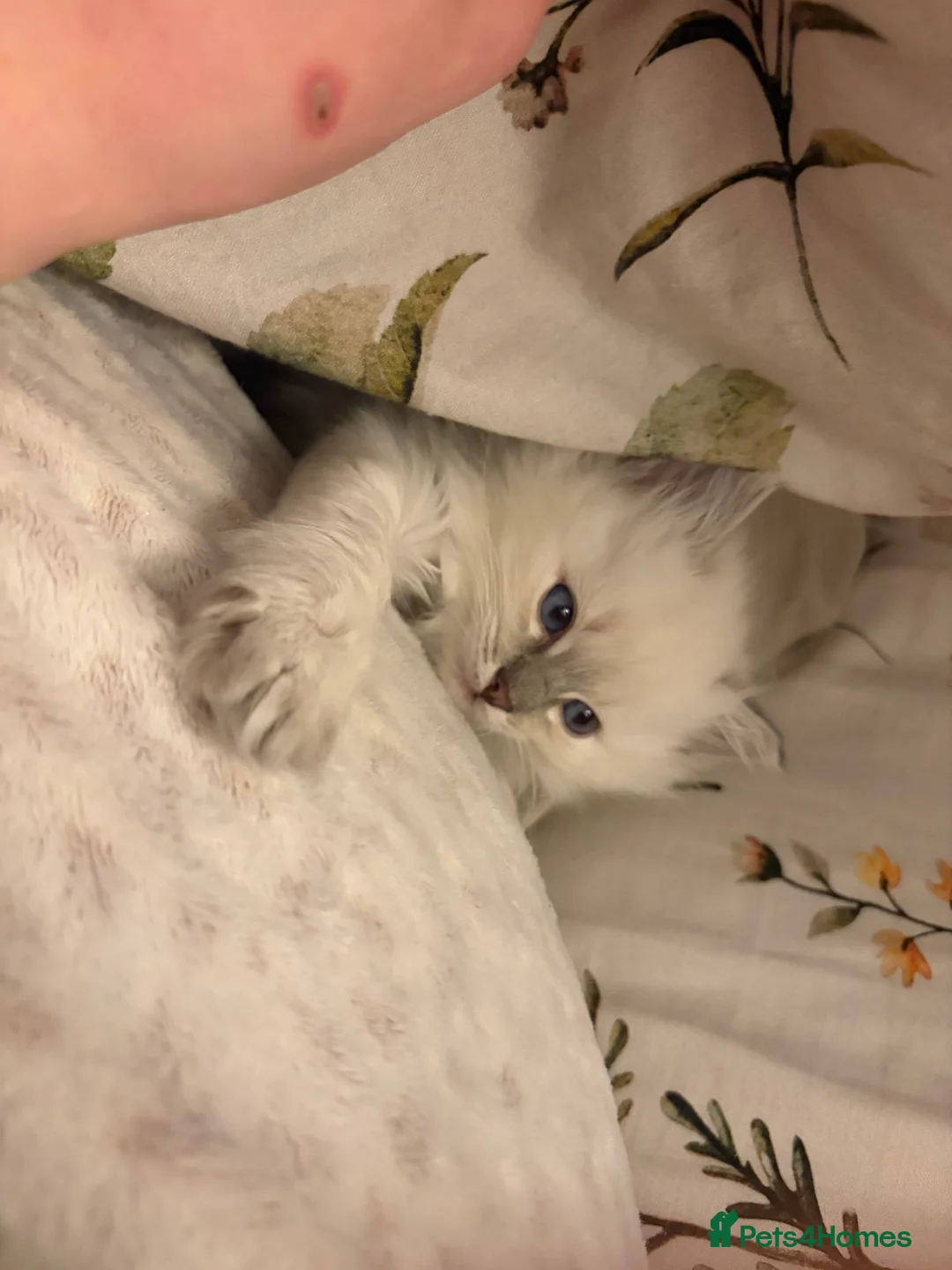 Ragdoll cats for sale: 4 beautiful, gentle, fluffy and active kittens  in Glasgow - Advert 2